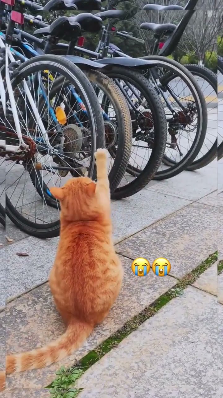 Kittyo like yeah look what we on today