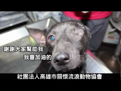 屏東獨眼狗媽媽車禍癱哀嚎