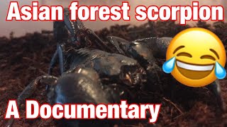 The Asian Forest Scorpion - a Documentary