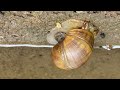 Move slowly #snail #slowed #nevergiveup