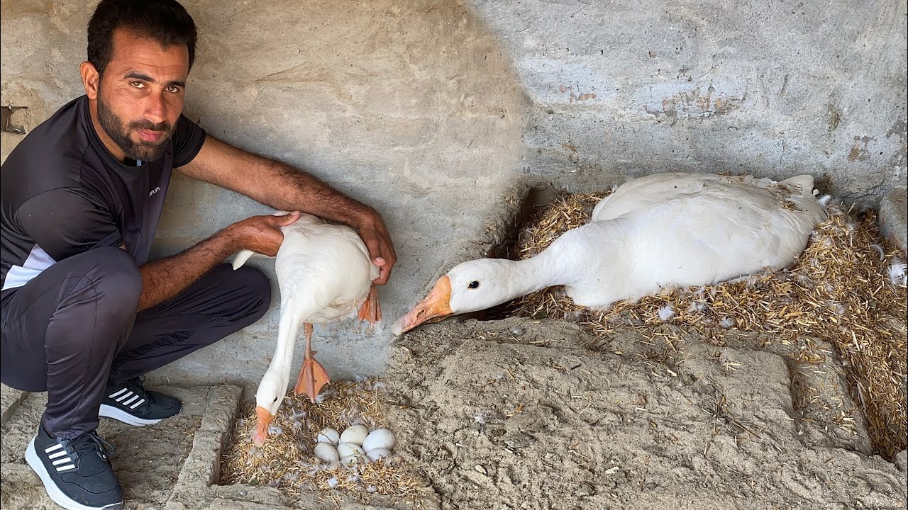Duck Kurak ho gi 🦆 Batkah ko Kurak pa Betha Dia 🦢Pets Lover in Punjab 