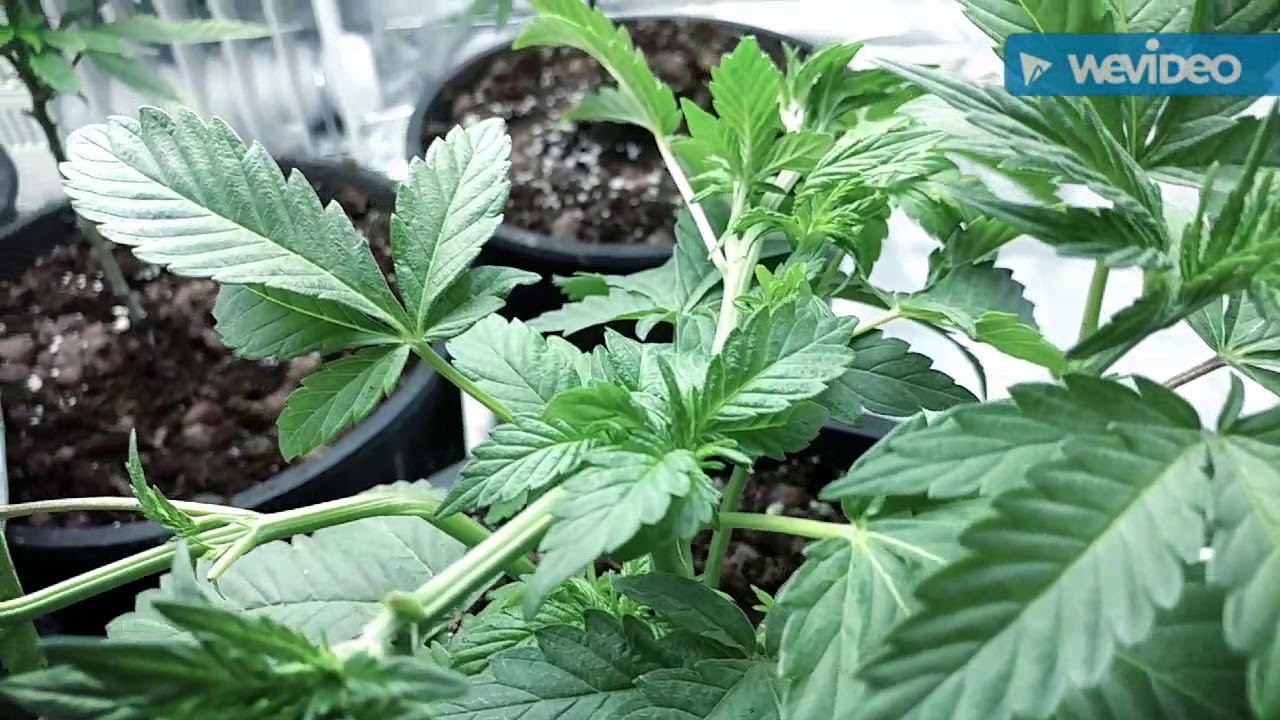 Super cropping multi topping monster yielding dankness