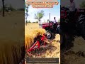 Golden Harvest: The Massey Ferguson 241 DI with Reaper Binder at Work