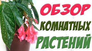 Мои комнатные растения весной 2021 / растения на юго-западном окне / пересадка / часть 3