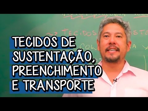 Vídeo: Diferença Entre Colênquima E Esclerênquima