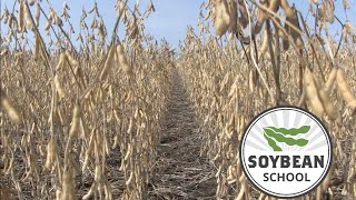 Soybean School: How soil test P and K impact yield