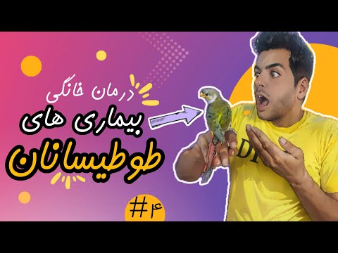 درمان خانگی و راحت بیماریهای طوطیسانان در منزل قسمت چهارم دوره رایگان آموزشی عروسهلندی 