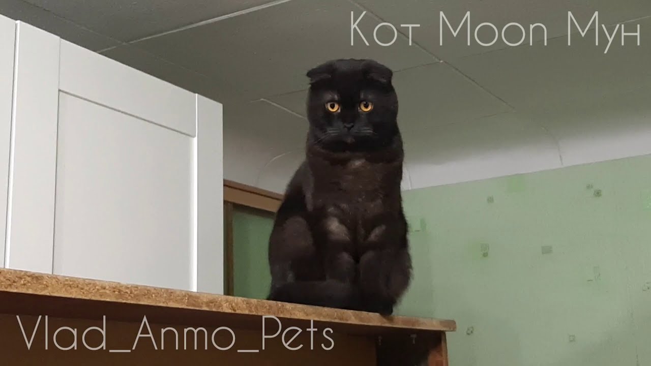 Кот мун. Мун кот. 90 См кот Мун