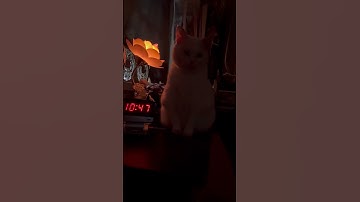 As The Pearl Turns:  when you have a touch lamp and she decides you’ve had enough sleep!