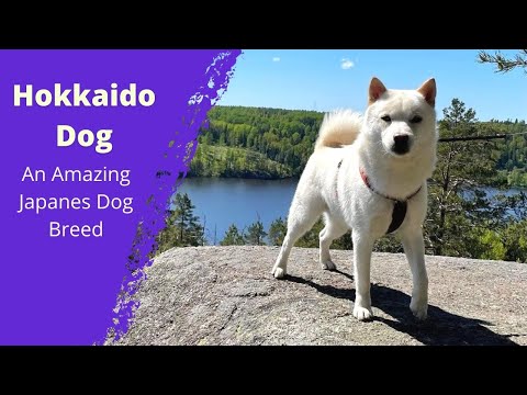 Vidéo: Hokkaido Dog Race Hypoallergénique, Santé Et Durée De Vie