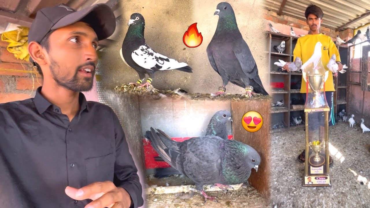 Javed Bhai Ke Shahjahanpuri Hare Kabootar Ki Nasl 😍 || काली आँख के शाहजहाँपुरी कबूतर 🕊️ ||