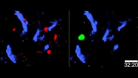 Spatiotemporal Basis of Innate and Adaptive Immunity in Secondary Lymphoid Tissue: Video 11