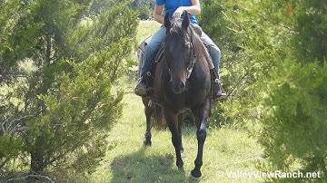 Comanches Dry Doc - trail through hills and woods! - ValleyViewRanch.net