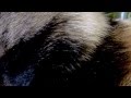 タヌキの囁きです(Do you hear tanu whisper?)