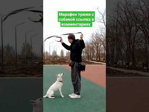 трюки с собакой