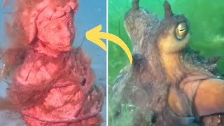 Smart Octopus Grabs Diver’s Hand And Leads Her To His Incredible ‘Buried Treasure’