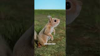 Why Squirrels Plant Oak Trees 🤔