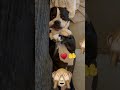 How a Bulldog Prays 🤲 ♥️ 🐾 #pray #funny #shorts #dog