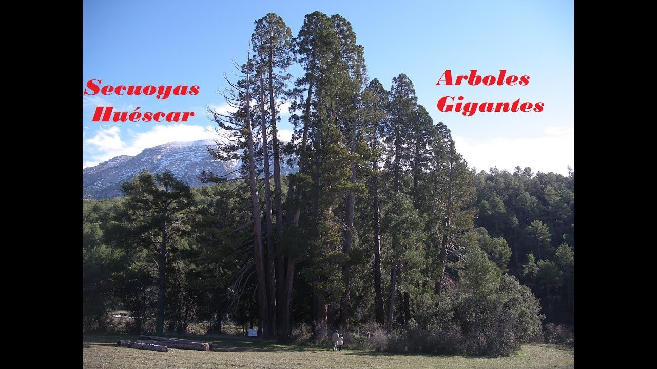 Secuoyas de Huéscar. Arboles Gigantes - Mariantonias, La losa