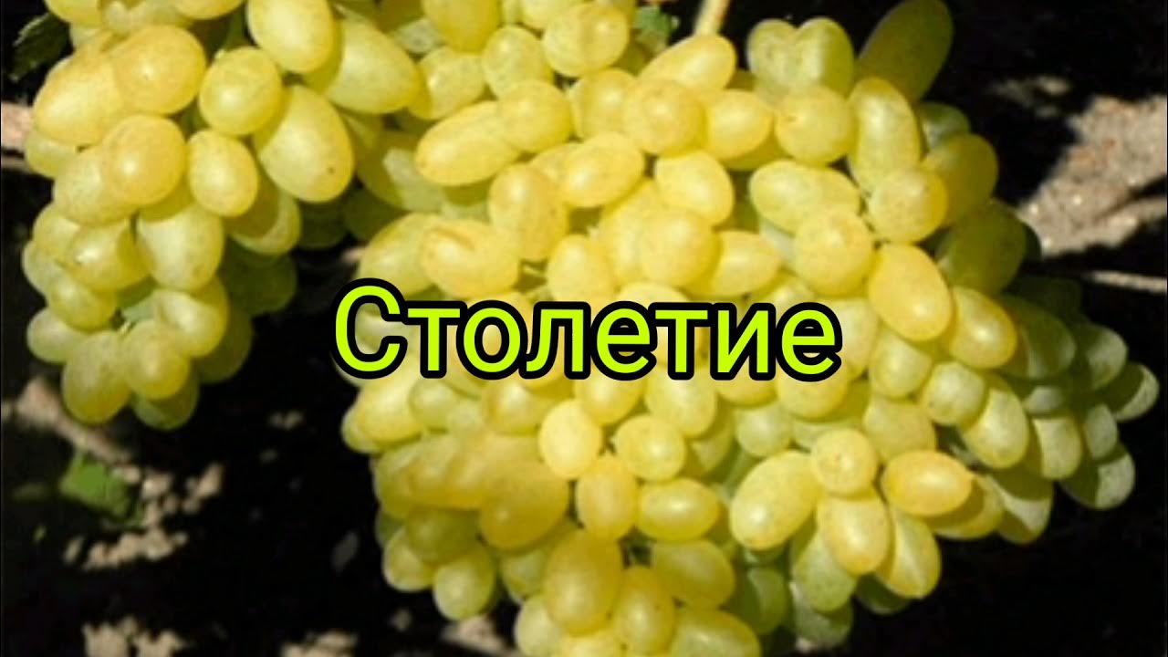 Сорта винограда столетие фото. Виноград кишмиш столетие. Кишмиш столетие.