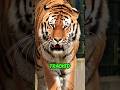 😳 Animals That NEVER Forgive (The Last One Remembers YOUR Face) #shorts