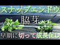 スナップエンドウ　早いうちに脇芽を取って病気の発生と作業のやり易さを図る　#8