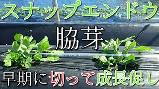 スナップエンドウ　早いうちに脇芽を取って病気の発生と作業のやり易さを図る　#8