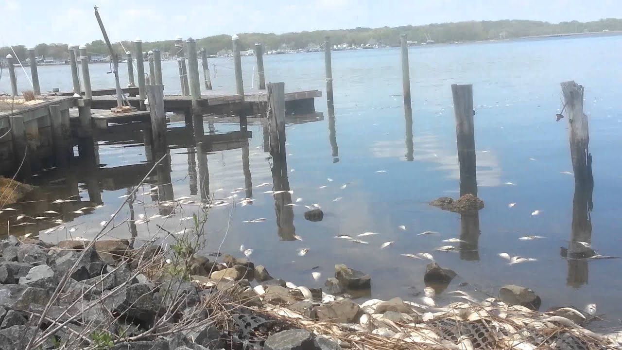 Fish Kill 3 Shark River Hills, New Jersey May 2014 YouTube