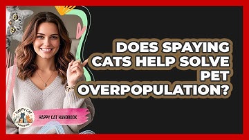 Does Spaying Cats Help Solve Pet Overpopulation? - Happy Cat Handbook
