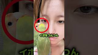 オウムが飼い主の顔を食べ始めた理由 🦜