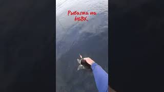 Рыбалка на НБВХ.