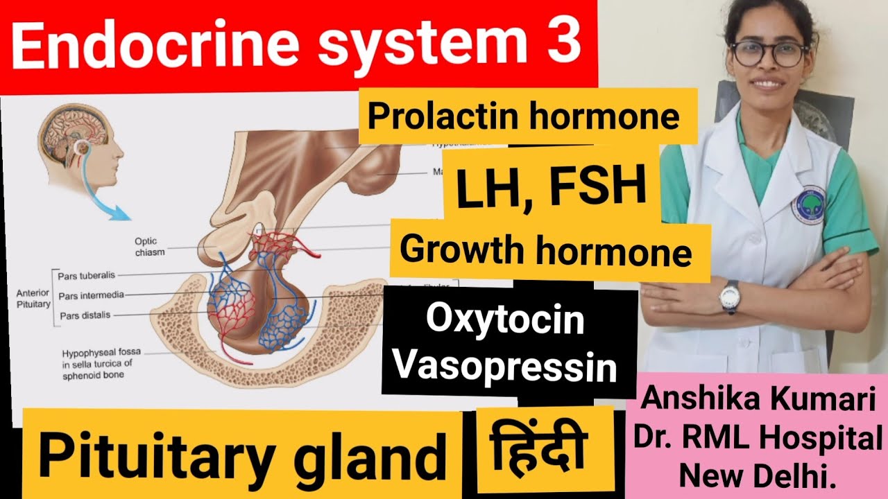 Endocrine system/ Part 3/ Pituitary gland// Nursing/ Medicos/ in Hindi ...