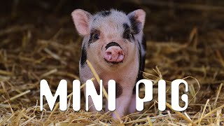 Funny and Cute Piggy Videos Compilation | MINI PIG VIDEO
