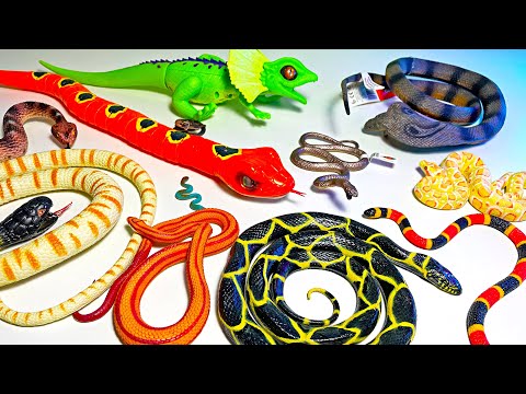 New Snake Collection - Rattlesnake, Cobra, Coral Snake, Python, Brown Snake, Coiled Snake