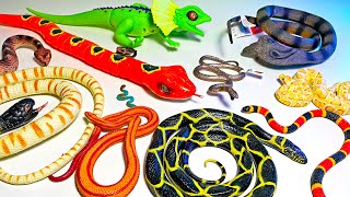 New Snake Collection - Rattlesnake, Cobra, Coral Snake, Python, Brown Snake, Coiled Snake screenshot 2