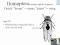 Common Insect Orders