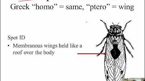 Common Insect Orders