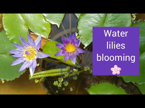 Video: Hoe laat je waterlelie bloeien?