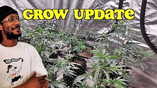 Dabs & Grow Update