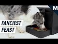 Get Instant Gourmet Meals for Your Dog with This Smart Cooker | Future Blink
