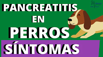 ¿A qué edad contraen pancreatitis los perros?