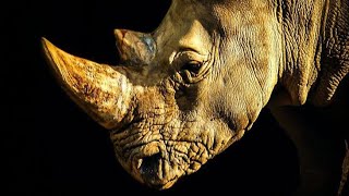 GENTLE GIANTS OF AFRICA 🌍: RHINOS