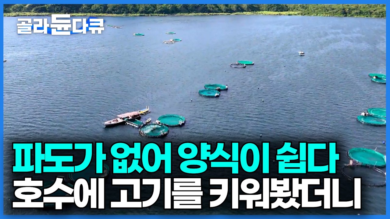 바다가 아니라 호수에 양식장을 만들었다. 필리핀 국민 생선을 어떻게 키우나 봤더니｜갯농어 2만 키로 출하하는 날｜세계테마기행｜#골라듄다큐