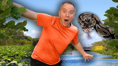 Vi jagade Pythons i Everglades ... Här är vad som hände