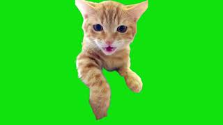 Cat With Very Long Meooow Meme Green Screen Template