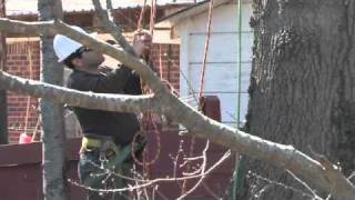 The Tree Firm Video | Tree Service in Collierville
