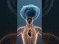 How Brain Makes us Happy and Sad