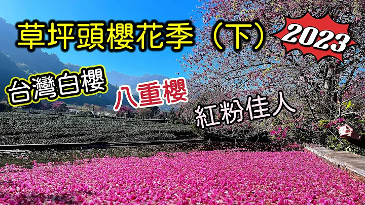 【2023賞櫻景點】南投信義鄉草坪頭櫻花季｜望高茶園櫻花｜228連假賞櫻的好地方 - 天天要聞