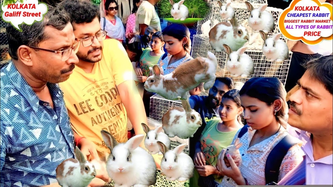 CHEAP PRICE RABBIT IN KOLKATA! KOLKATA GALIFF STREET RABBIT MARKET