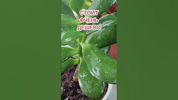 ВЗРЫВ РОСТА И ЦВЕТЕНИЯ: РЕЗУЛЬТАТ УСПЕШНОЙ ПОДКОРМКИ КОМНАТНЫХ ЦВЕТОВ ВСЕ В ЗЕЛЕНИ ВЕСЬ СЕЗОН